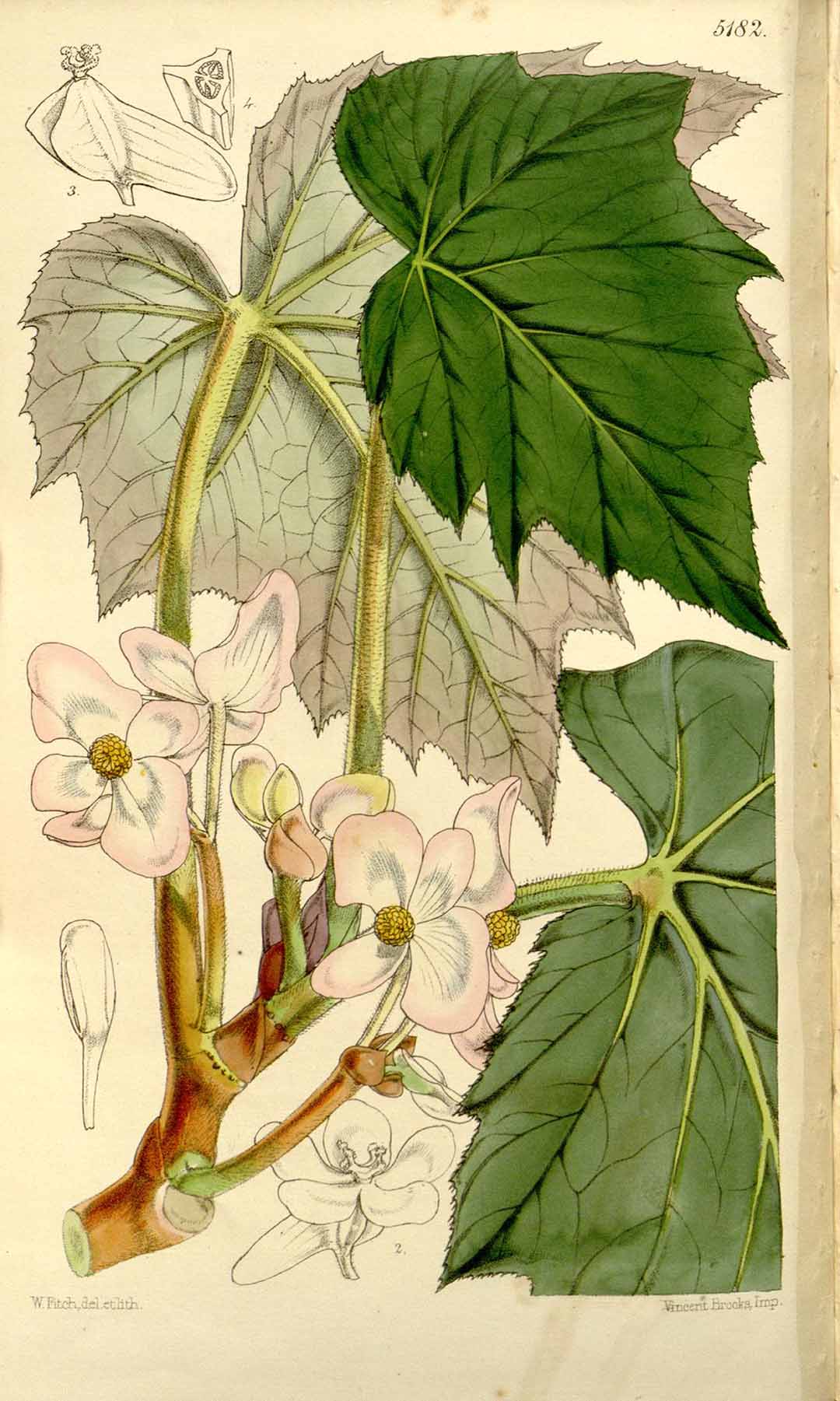 B. bowringiana